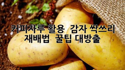 커피자루🥔 활용! 驚 감자 싹쓰리 재배법 & 꿀팁 대방출